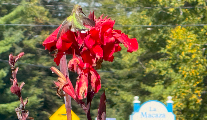 Le colibri à gorge rubis : un joyau ailé de nos étés