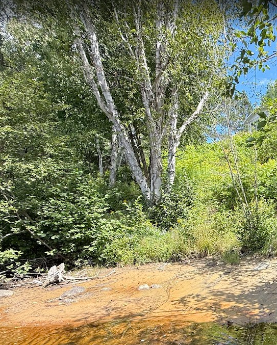 Yellow birch