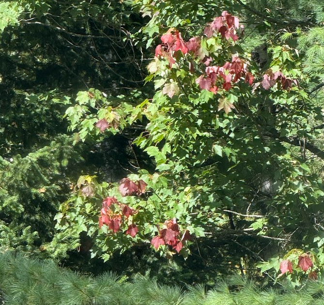 Red maple