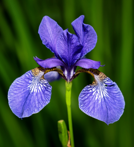 Blue flag iris, cattails and other emergents