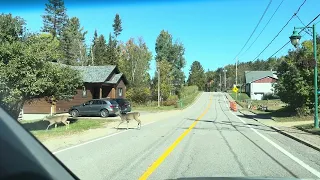 Rencontre matinale avec les cerfs